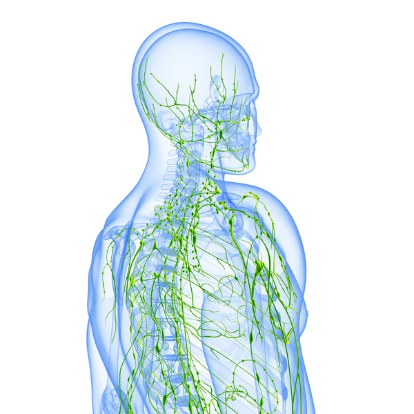 3D konst illustration av lymfsystemet av manliga — Stockfoto