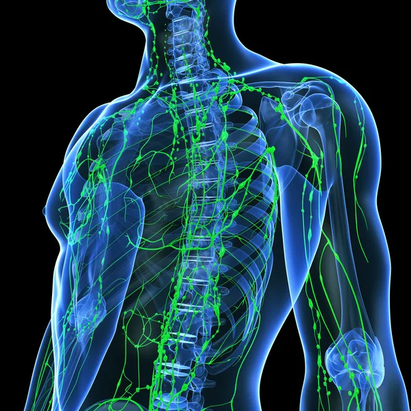 3D-Illustration des Lymphsystems des Mannes — Stockfoto