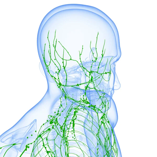 3D kunst illustratie van lymfatische systeem van man — Stockfoto