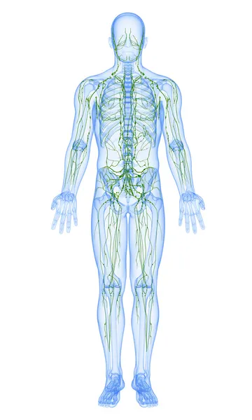 Illustration de l'art 3d du système lymphatique masculin — Photo