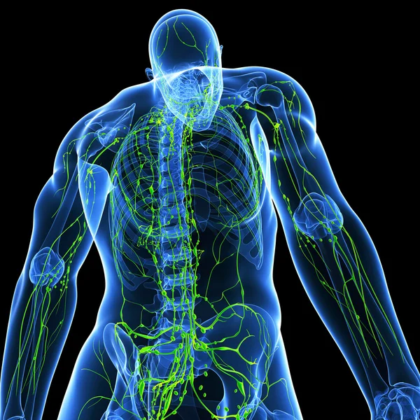 3d художественная иллюстрация лимфатической системы мужчины — стоковое фото