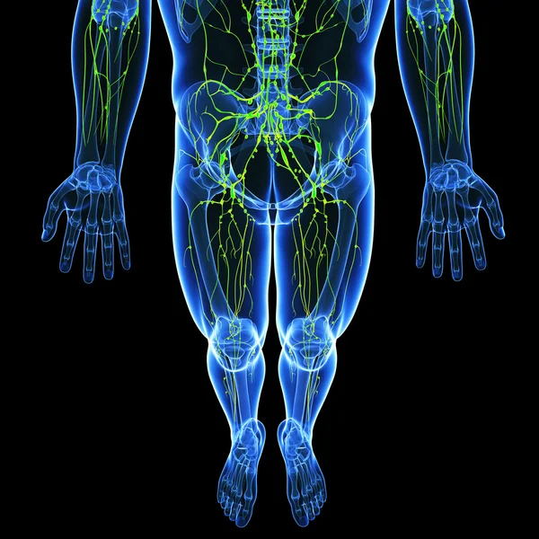 3d художественная иллюстрация лимфатической системы мужчины — стоковое фото