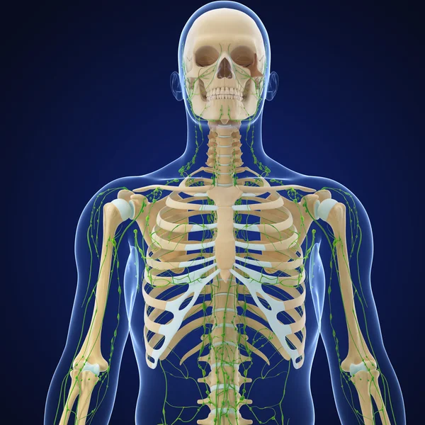 3D umění ilustrace lymfatického systému — Stock fotografie