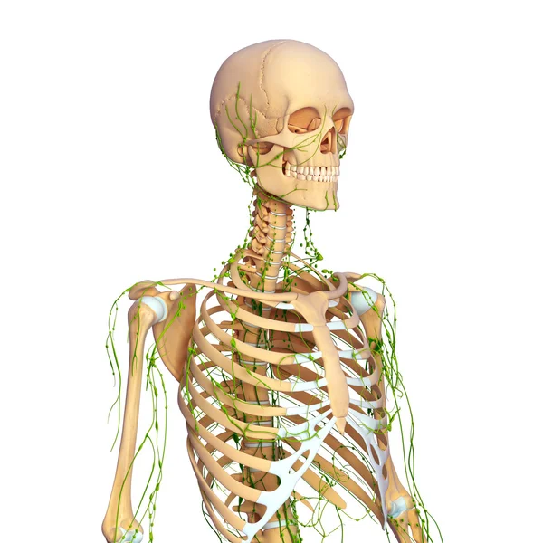 3d art illustration of lymphatic system — Stock Photo, Image