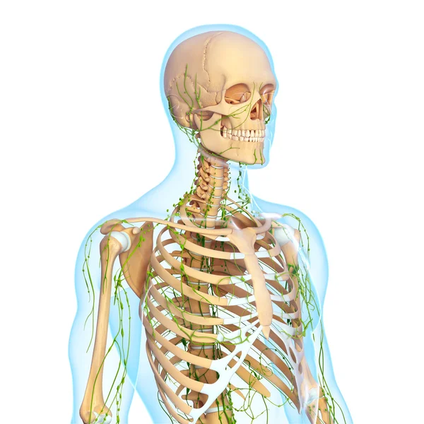 3D-Illustration des lymphatischen Systems — Stockfoto