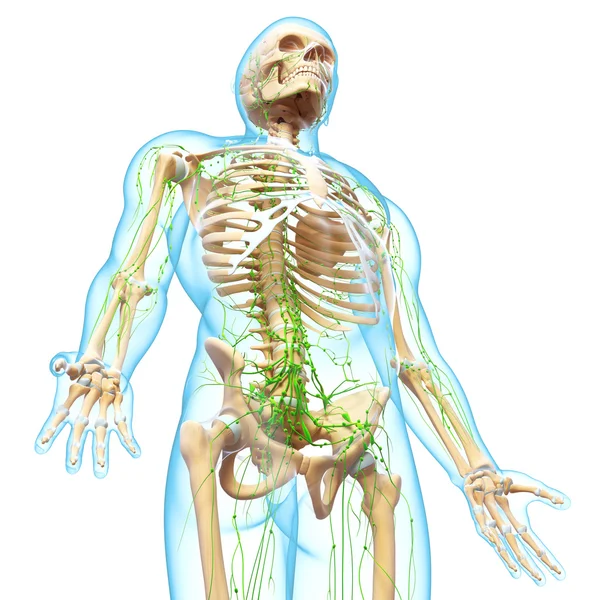 3D-Illustration des Lymphsystems des Mannes — Stockfoto