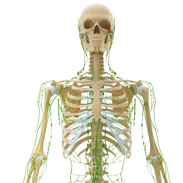 3D-Illustration des lymphatischen Systems — Stockfoto