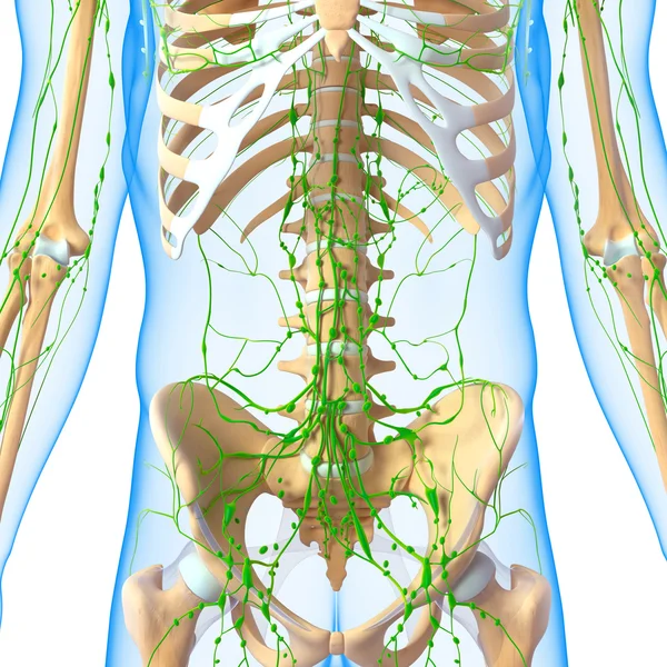 Illustration 3D de l'art du système lymphatique — Photo