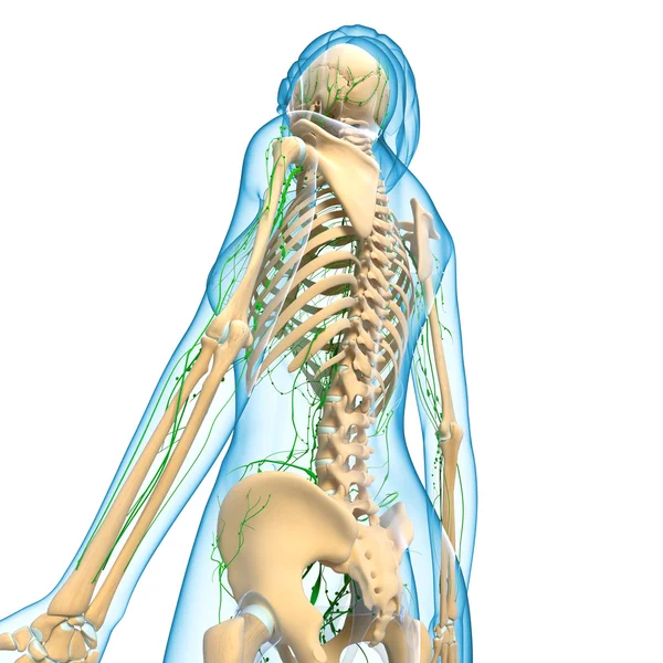 Трехмерная художественная иллюстрация лимфатической системы женской изолированной — стоковое фото