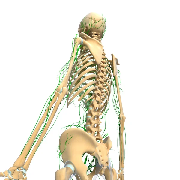3D-Illustration des Lymphsystems von isolierten Frauen — Stockfoto