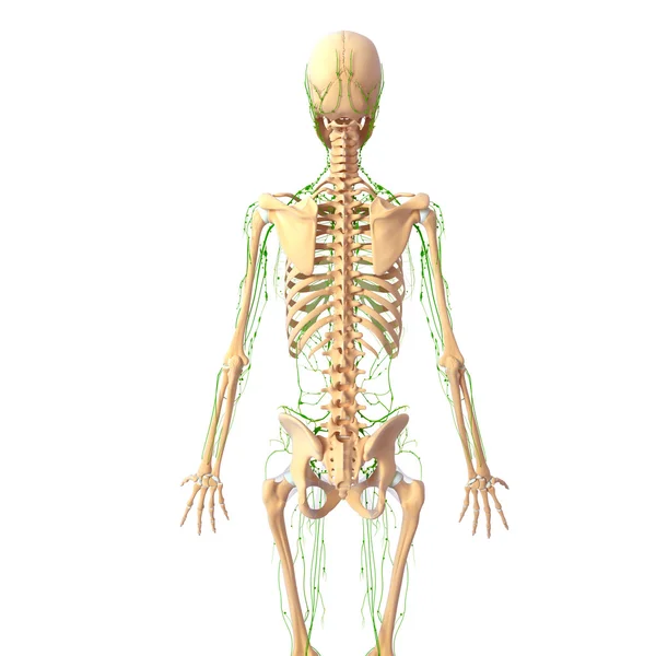 3d art illustration of lymphatic system — Stock Photo, Image