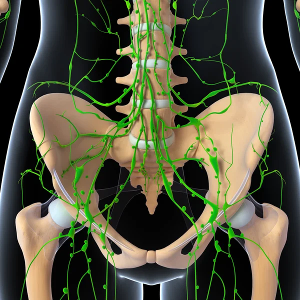 Illustration 3D de l'art du système lymphatique — Photo