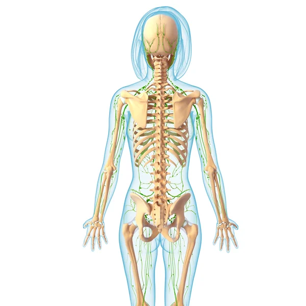 3D-Illustration des Lymphsystems der Frau — Stockfoto