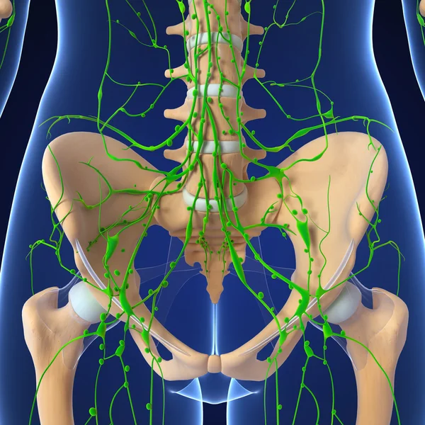 腎臓の正面を持つ女性のリンパ系の 3 d アート イラスト — ストック写真
