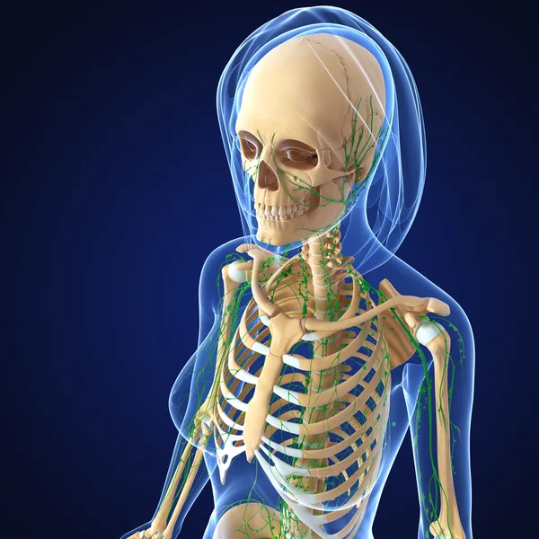 3D-Illustration des Lymphsystems der Frau — Stockfoto