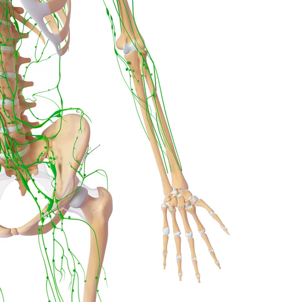 3D konst illustration av lymfsystemet av kvinnliga — Stockfoto