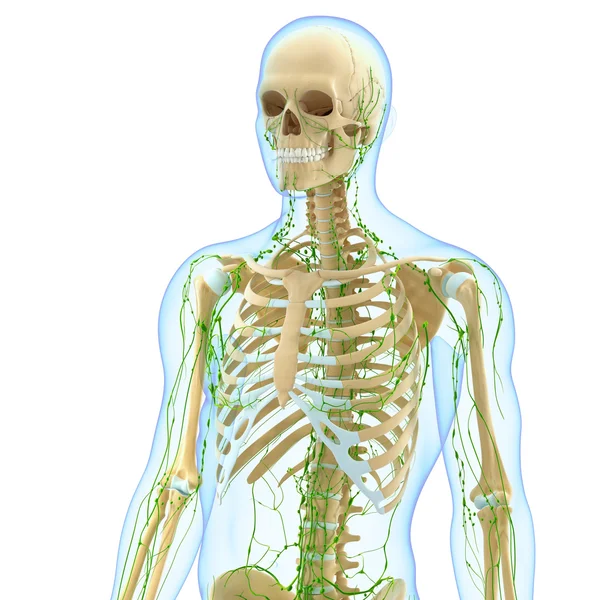3D-Illustration des lymphatischen Systems — Stockfoto