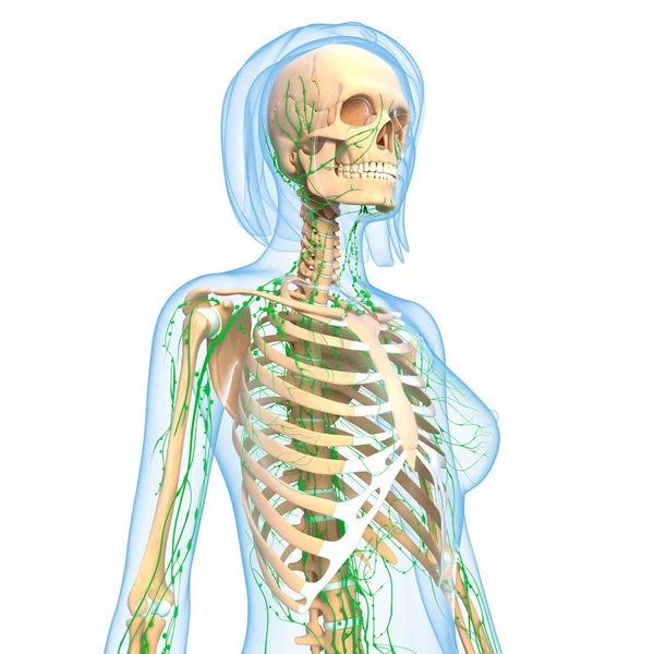 3D kunst illustratie van lymfatische systeem van vrouwelijke — Stockfoto