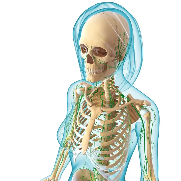 3D-Illustration des Lymphsystems der Frau — Stockfoto