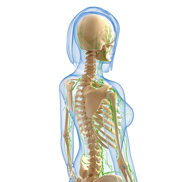 3D-Illustration des Lymphsystems der Frau — Stockfoto