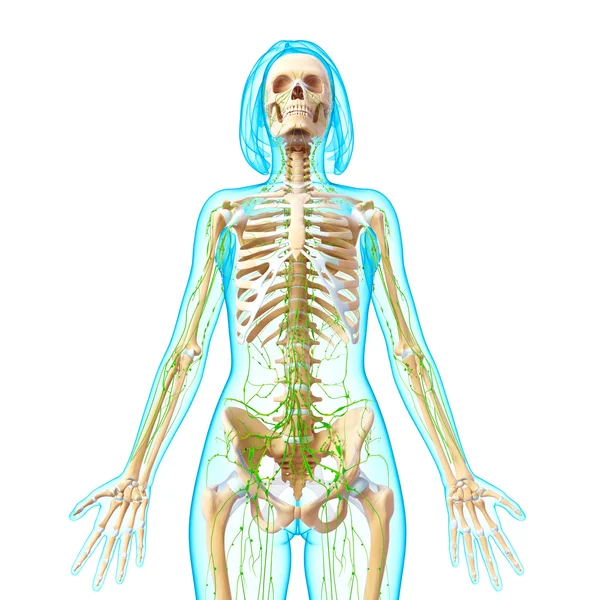 3d ilustración de arte del sistema linfático de la mujer — Foto de Stock
