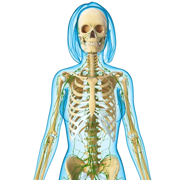 3D-Illustration des Lymphsystems der Frau — Stockfoto