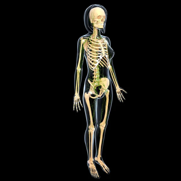 3D-Illustration des Lymphsystems der Frau — Stockfoto