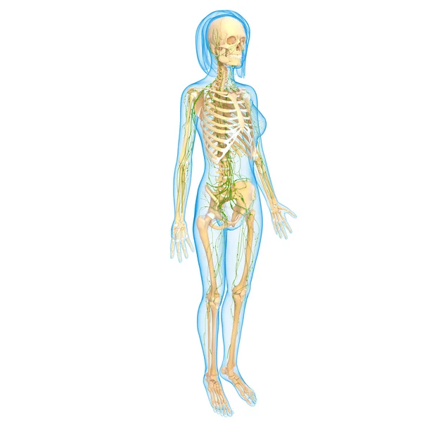 3D-Illustration des Lymphsystems der Frau — Stockfoto