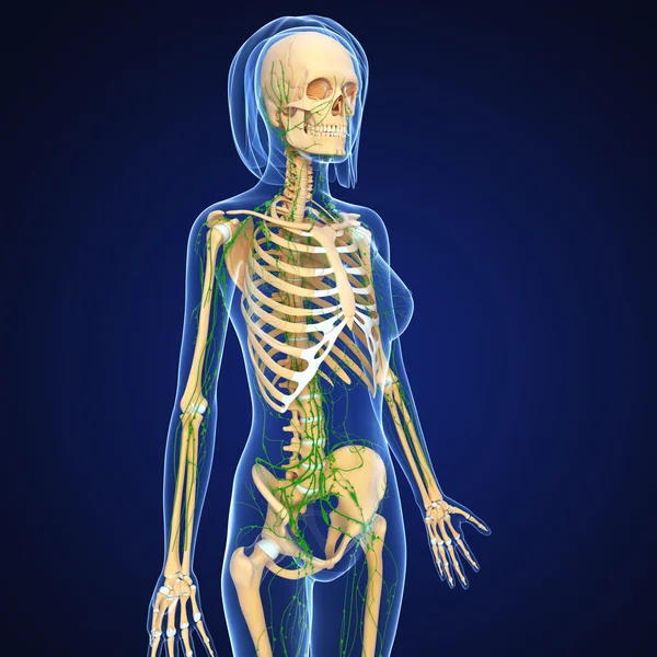 Ilustração de arte 3d do sistema linfático — Fotografia de Stock