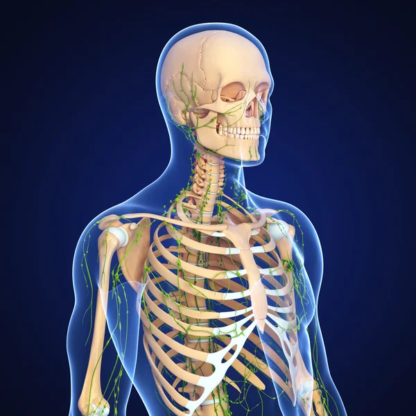 Lymphatic system anatomy — Stock Photo, Image