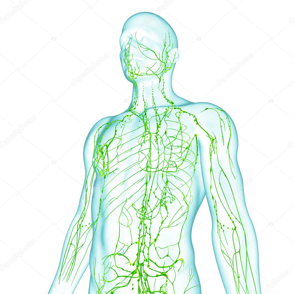 Lymphatic system of male in green