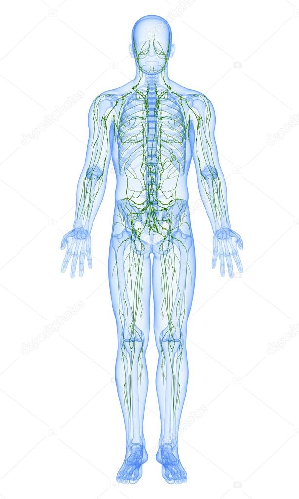 3d art illustration of lymphatic system of male