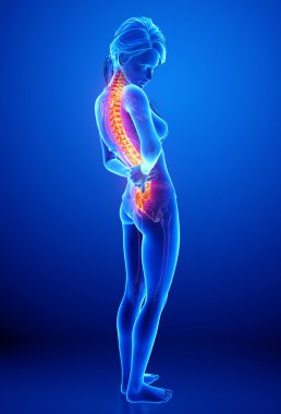 illüstrasyon insan omurga ağrısı mavi vurgulanan spinal kord ile