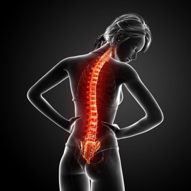 illüstrasyon insan omurga ağrısı vurgulanan spinal kord ile