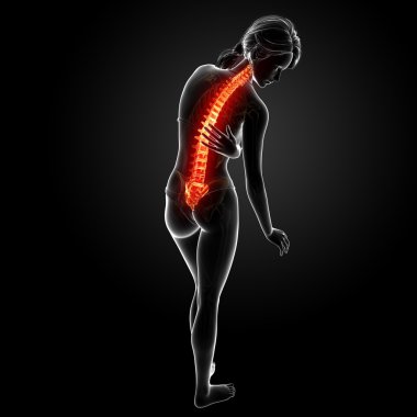 illüstrasyon insan omurga ağrısı vurgulanan spinal kord ile