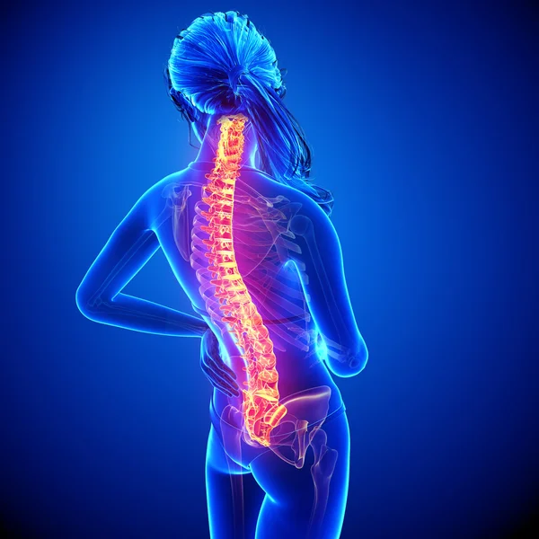illüstrasyon insan omurga ağrısı mavi vurgulanan spinal kord ile
