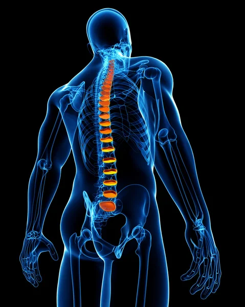 Back pain anatomy — Stock Photo, Image