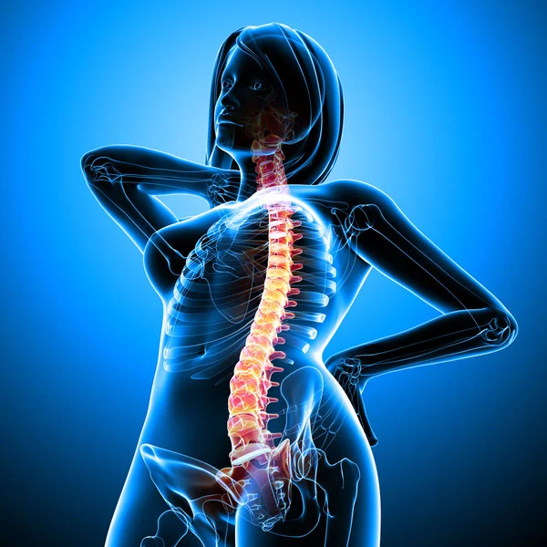 kadın omurga ağrısı x-ray anatomisi