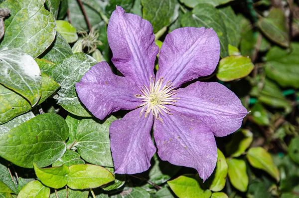 Zbliżenie Kwiatu Elatum Delphinium Rozkwicie Fioletowe Niebieskie Kwiaty Larkspur Pagan — Zdjęcie stockowe
