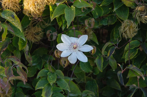 Винтажный Фон Маленькие Цветы Природа Красивая Тонизирующий Дизайн Весна Природа — стоковое фото