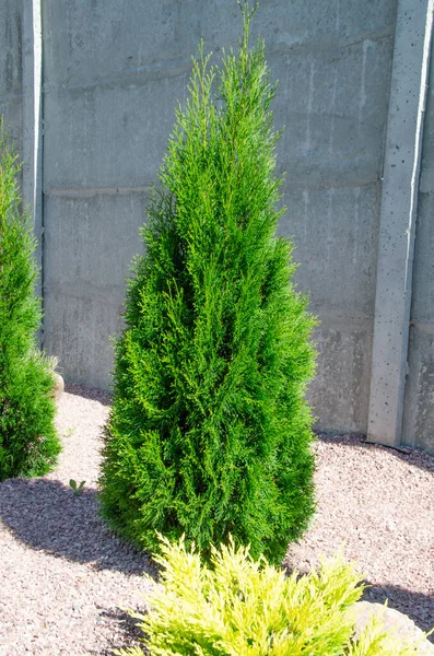 Enebro árbol naturaleza textura fondo. Evergreen coníferas enebro rama verde de cerca. —  Fotos de Stock