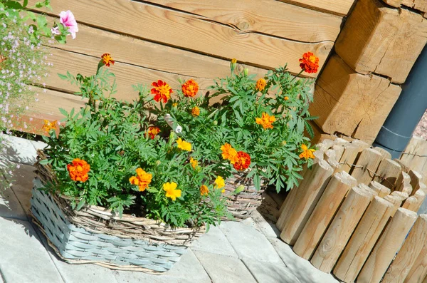在阳光明媚的夏日 装饰复古风格的自行车装备了篮子花花园 夏天的花和番茄红花一起 园林绿化 园林装饰 — 图库照片