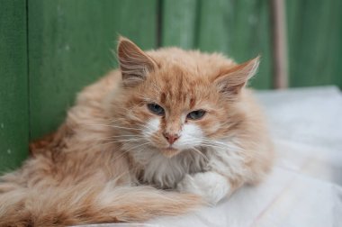 Yumuşak, açık tenli, mavi gözlü turuncu kedi yavrusu. Neşeli genç kızıl kedi dinleniyor.