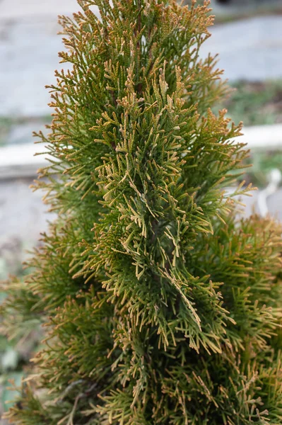 향나무의 자연적 Evergreen Coniferous Juniper Green Branch 가까이에 있습니다 — 스톡 사진