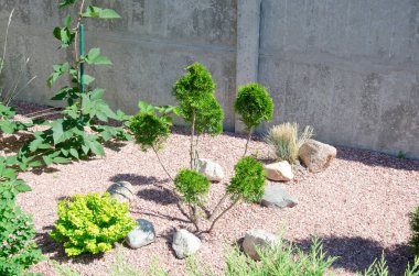 Ardıç ağacı doğası dokusu. Evergreen kozalaklı ardıç ağacı yeşili dala yakın dur. Pankart
