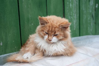 Yumuşak, açık tenli, mavi gözlü turuncu kedi yavrusu. Neşeli genç kızıl kedi dinleniyor.