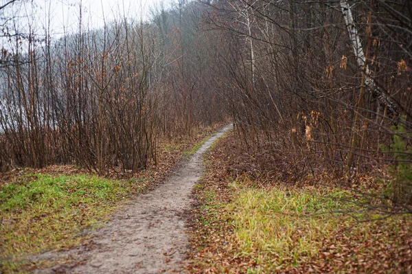 Slingrande Grusväg Genom Solig Grön Skog Med Solstrålar Genom Dimma — Stockfoto