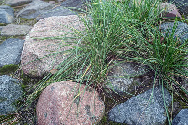 Parede de pedra com musgo verde nas articulações — Fotografia de Stock