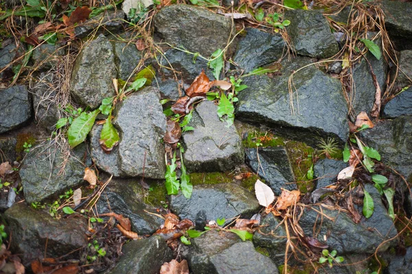 Parede Pedra Com Musgo Verde Nas Articulações Naturais — Fotografia de Stock