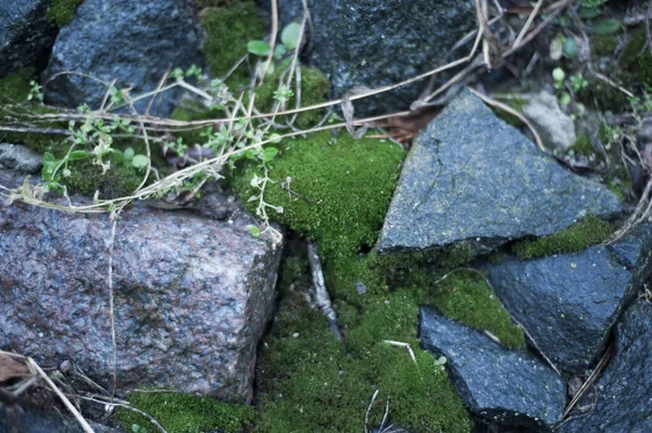 Parede Pedra Com Musgo Verde Nas Articulações Naturais — Fotografia de Stock